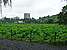 p1000351_medshrp
