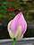 p1000973_medshrp