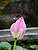 p1000974_medshrp